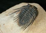 Big Leonaspis Trilobite With Free-Standing Spines #17290-6
